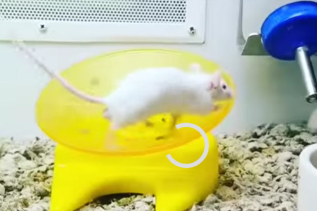 White Rat Running on Yellow Wheel